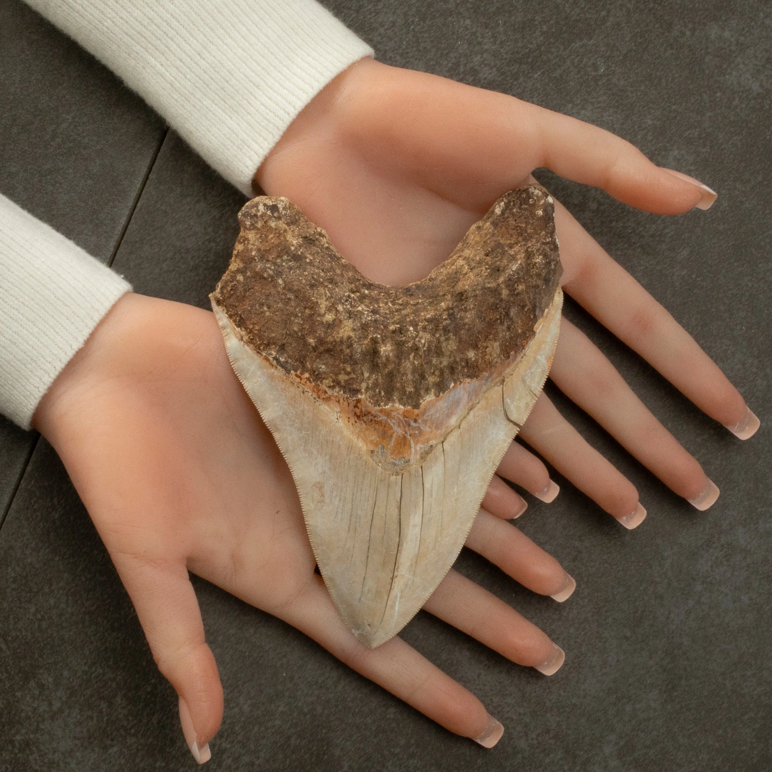 Natural Megalodon Tooth from Indonesia - 5.9