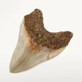 Natural Megalodon Tooth from Indonesia - 5.9