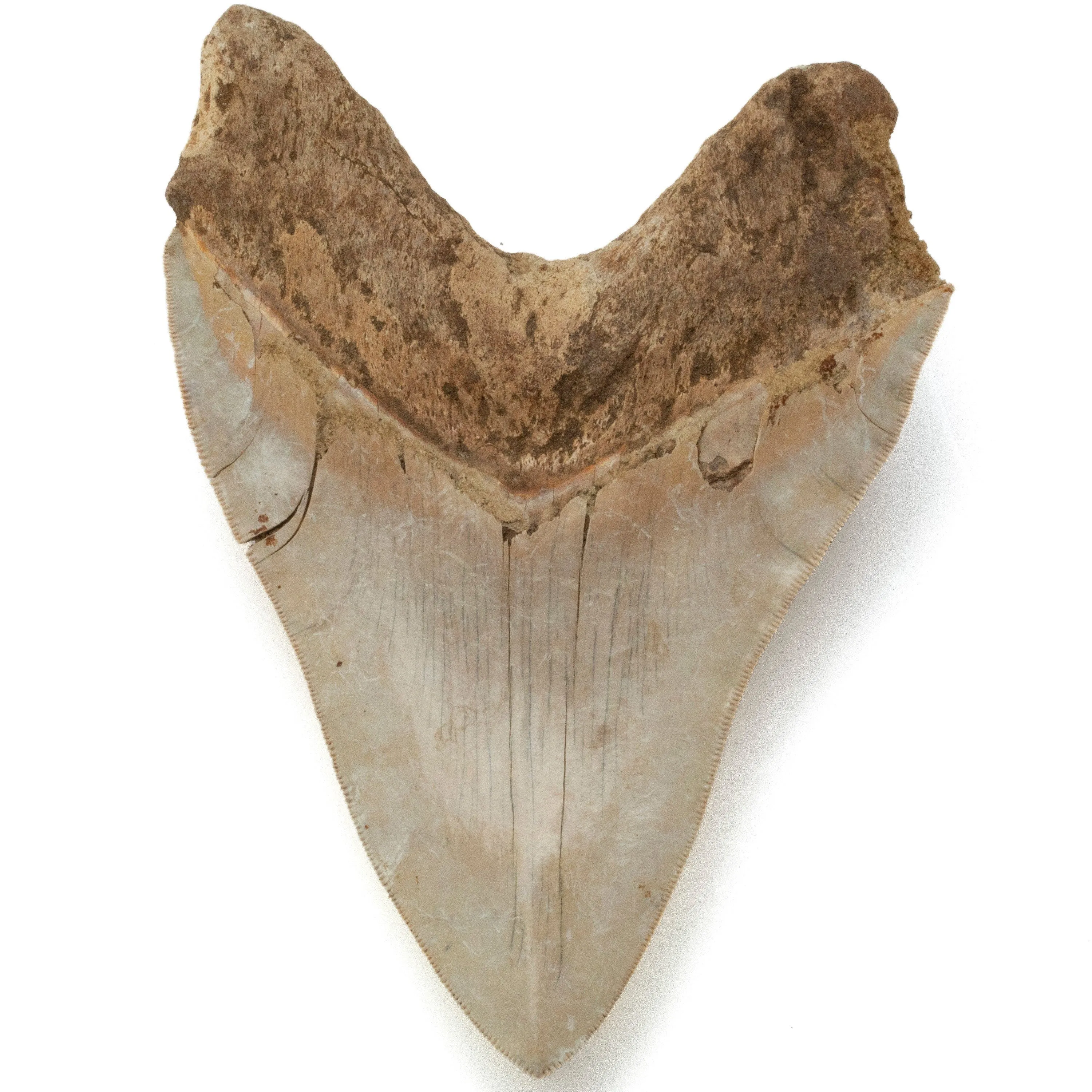 Natural Megalodon Tooth from Indonesia - 5.9