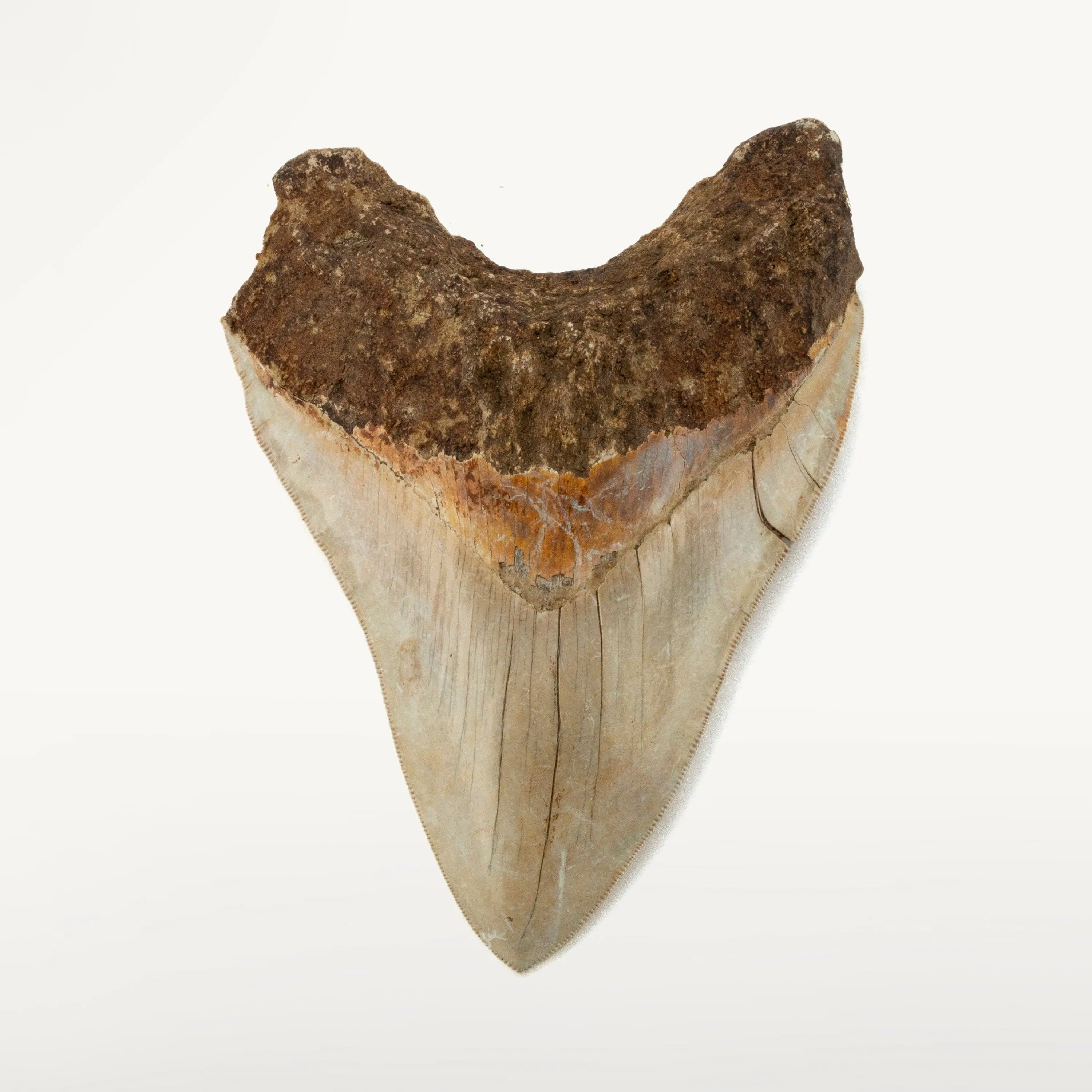 Natural Megalodon Tooth from Indonesia - 5.9