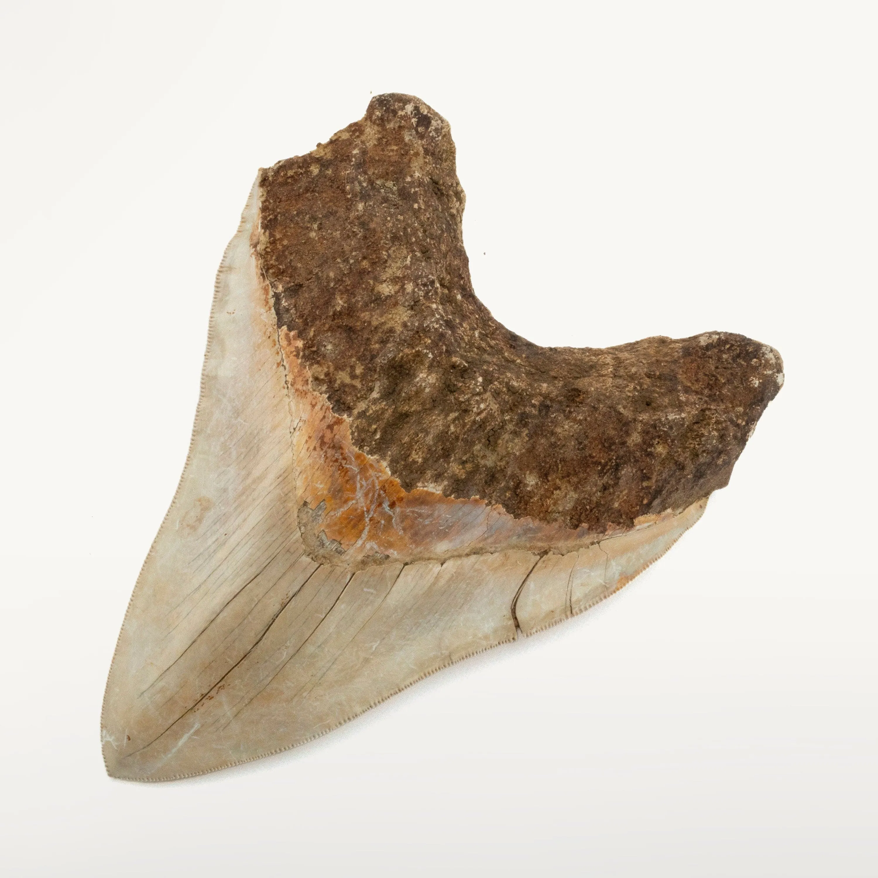 Natural Megalodon Tooth from Indonesia - 5.9